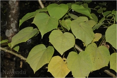 Tetrameles nudiflora